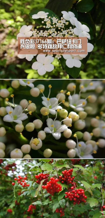 胜负彩17166期:巴萨纽卡门兴做胆 多特难敌拜仁利物浦防冷负:体育资讯(图4) 6686体育